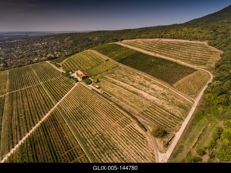 Szőlészet, Pécs-stock-foto