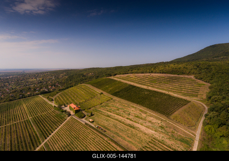 Szőlészet, Pécs-stock-foto