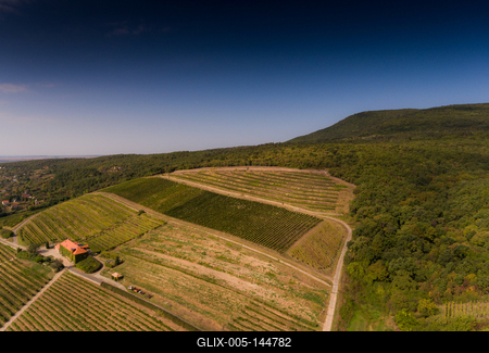 Szőlészet, Pécs-stock-foto