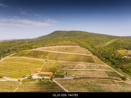Szőlészet, Pécs-stock-foto