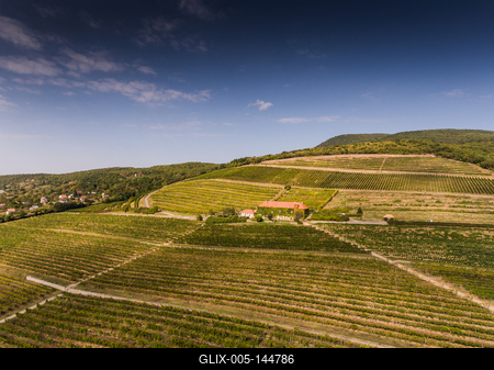 Szőlészet, Pécs-stock-foto
