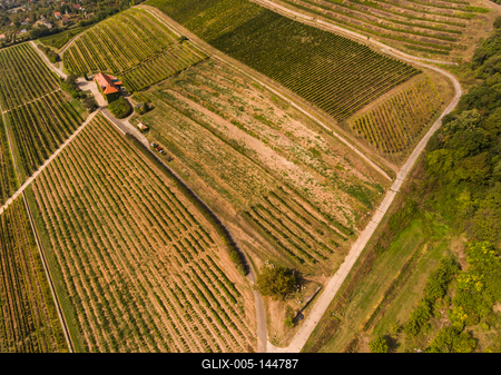 Szőlészet, Pécs-stock-foto