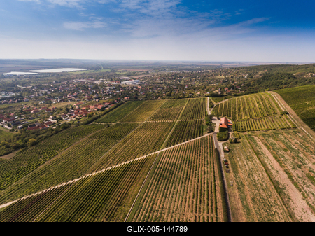 Szőlészet, Pécs-stock-foto