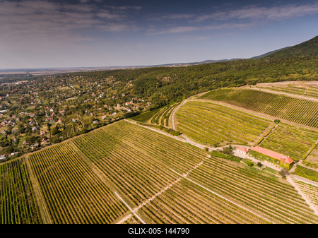 Szőlészet, Pécs-stock-foto