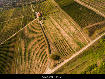Szőlészet, Pécs-stock-foto