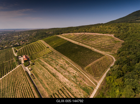 Szőlészet, Pécs-stock-foto