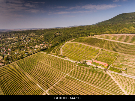 Szőlészet, Pécs-stock-foto