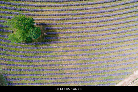 Kőröshegyi levendulás, Kőröshegy-stock-foto