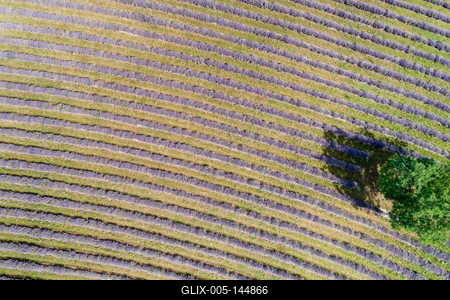 Kőröshegyi levendulás, Kőröshegy-stock-foto