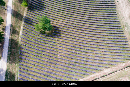 Kőröshegyi levendulás, Kőröshegy-stock-foto