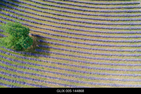 Kőröshegyi levendulás, Kőröshegy-stock-foto