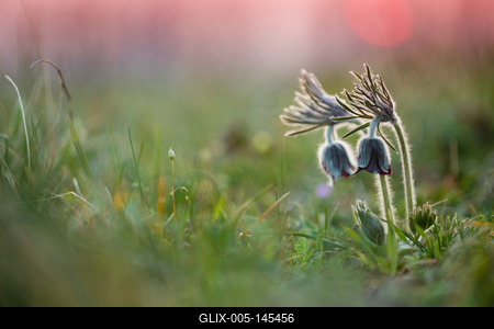 Fekete kökörcsin (Pulsatilla pratensis subsp. nigricans)-stock-foto