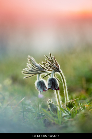 Fekete kökörcsin (Pulsatilla pratensis subsp. nigricans)-stock-foto