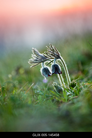 Fekete kökörcsin (Pulsatilla pratensis subsp. nigricans)-stock-foto