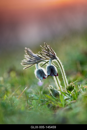 Fekete kökörcsin (Pulsatilla pratensis subsp. nigricans)-stock-foto