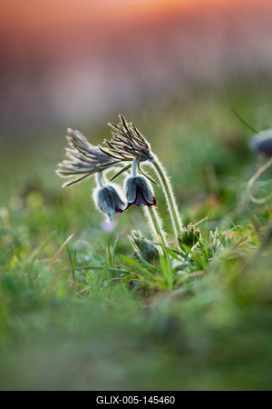 Fekete kökörcsin (Pulsatilla pratensis subsp. nigricans)-stock-foto