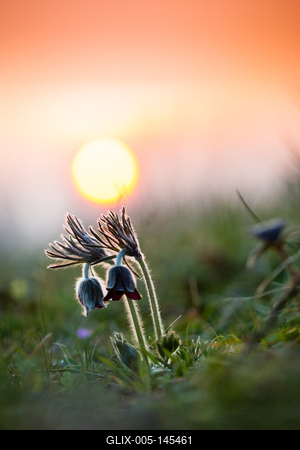 Fekete kökörcsin (Pulsatilla pratensis subsp. nigricans)-stock-foto