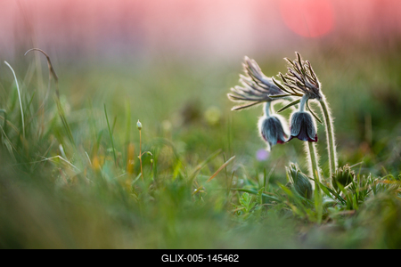 Fekete kökörcsin (Pulsatilla pratensis subsp. nigricans)-stock-foto