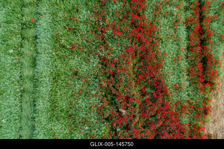 Pipacsmező-stock-foto