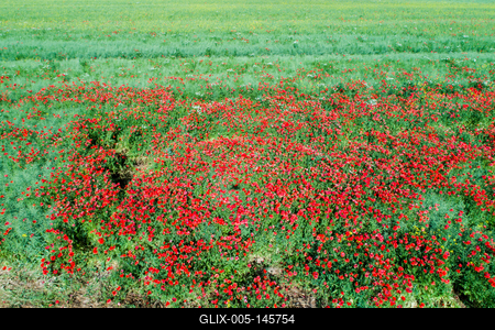 Pipacsmező-stock-foto