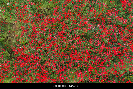Pipacsmező-stock-foto