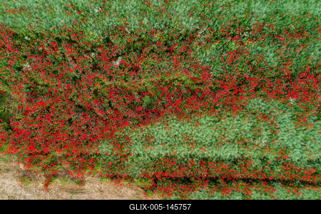 Pipacsmező-stock-foto