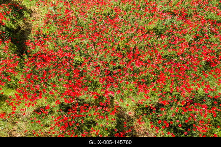 Pipacsmező-stock-foto