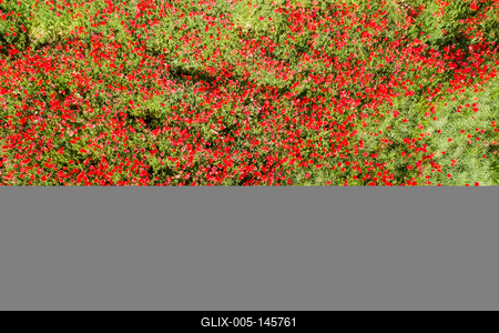 Pipacsmező-stock-foto