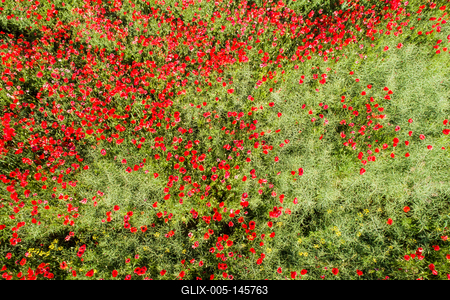 Pipacsmező-stock-foto