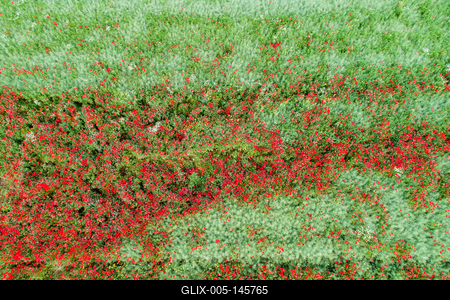 Pipacsmező-stock-foto