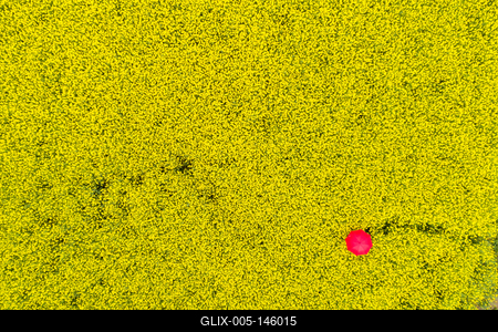 Repcemező-stock-foto