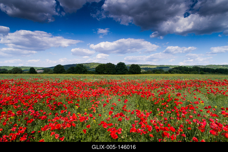 Pipacsmező-stock-foto