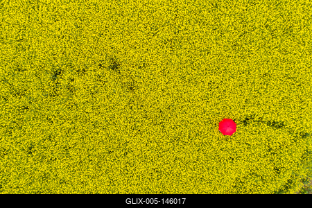 Repcemező-stock-foto