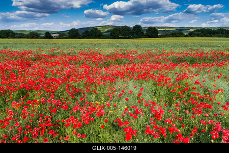 Pipacsmező-stock-foto