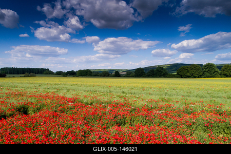 Pipacsmező-stock-foto