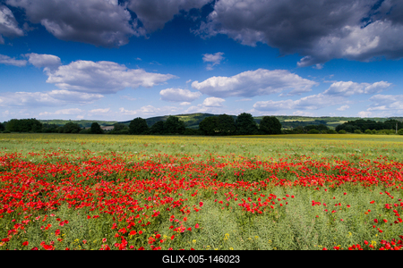 Pipacsmező-stock-foto