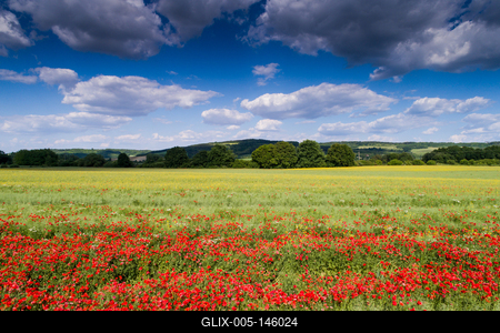 Pipacsmező-stock-foto