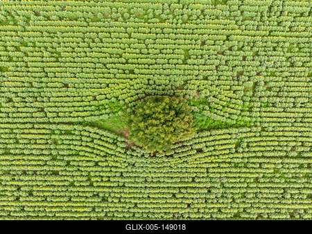 Napraforgó tábla madártávlatból.-stock-foto
