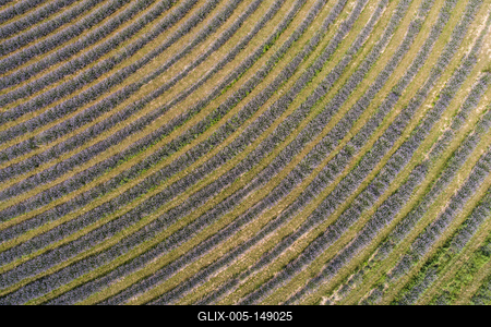 Kőröshegyi Levendulás-stock-foto
