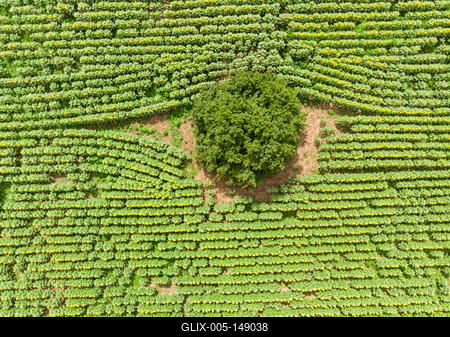 Napraforgó tábla madártávlatból.-stock-foto