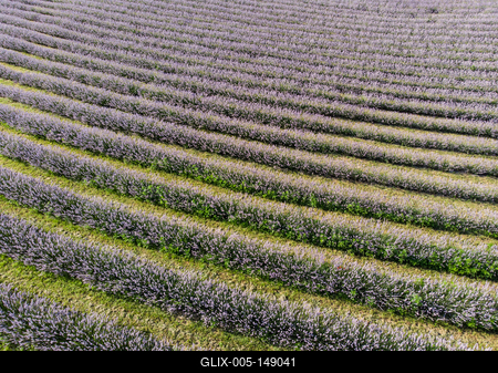 Kőröshegyi Levendulás-stock-foto