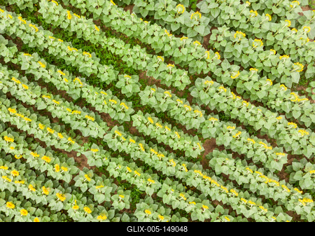 Napraforgó tábla madártávlatból.-stock-foto