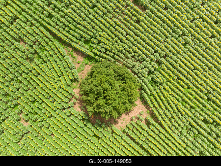 Napraforgó tábla madártávlatból.-stock-foto