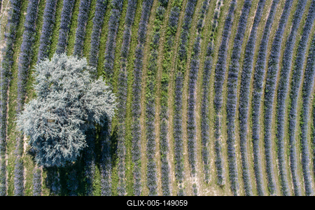 Kőröshegyi Levendulás-stock-foto