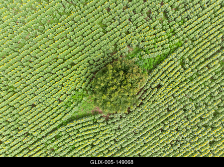 Napraforgó tábla madártávlatból.-stock-foto