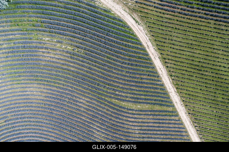 Kőröshegyi Levendulás-stock-foto