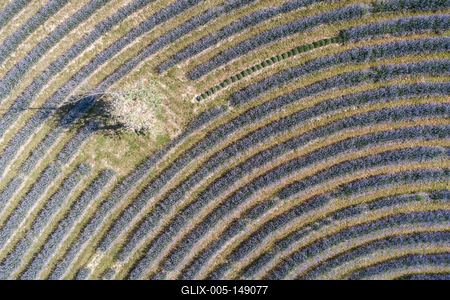 Kőröshegyi Levendulás-stock-foto
