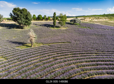 Kőröshegyi Levendulás-stock-foto