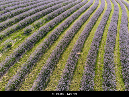 Kőröshegyi Levendulás-stock-foto