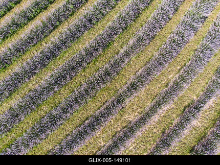 Kőröshegyi Levendulás-stock-foto